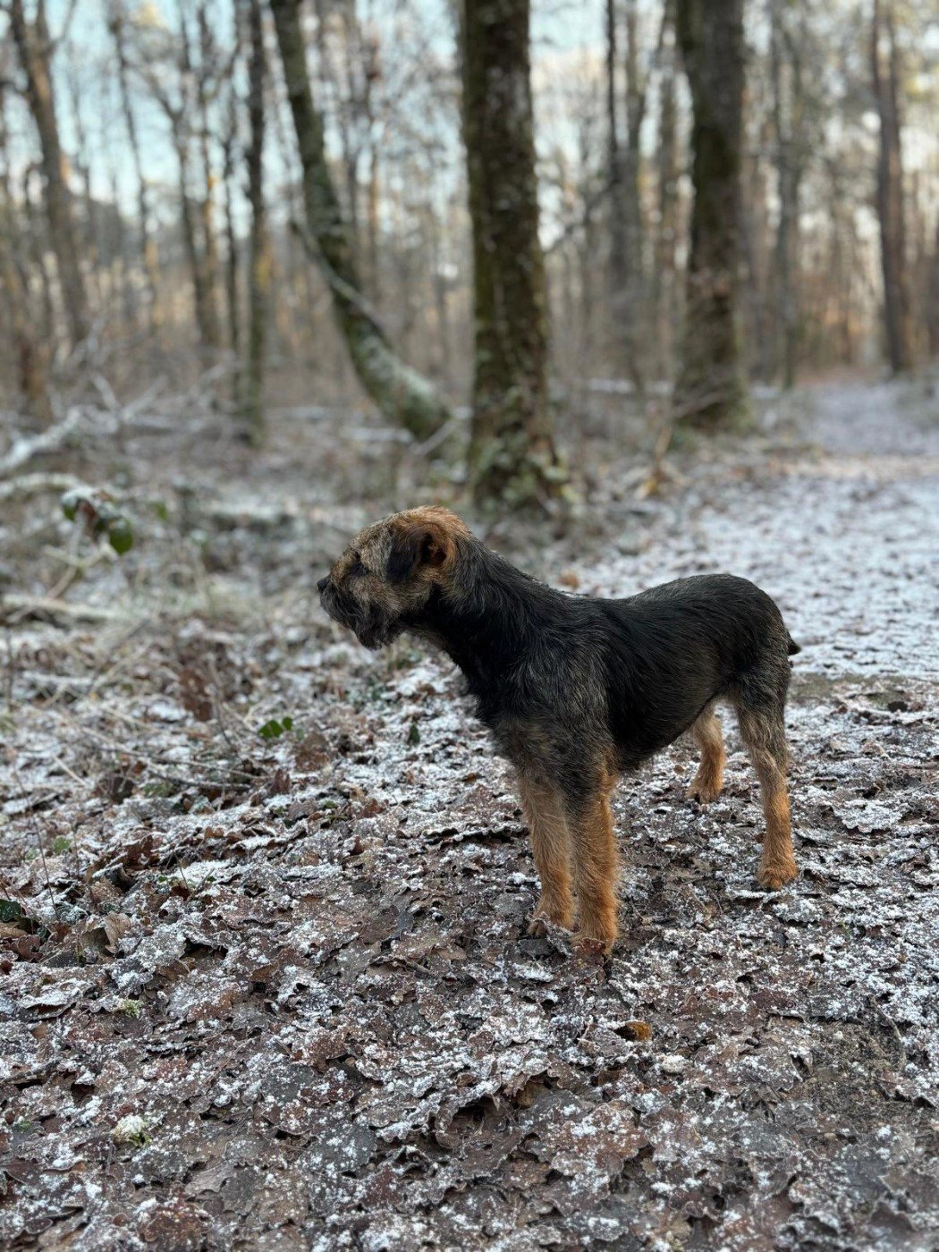 Border Terrier en mouvement