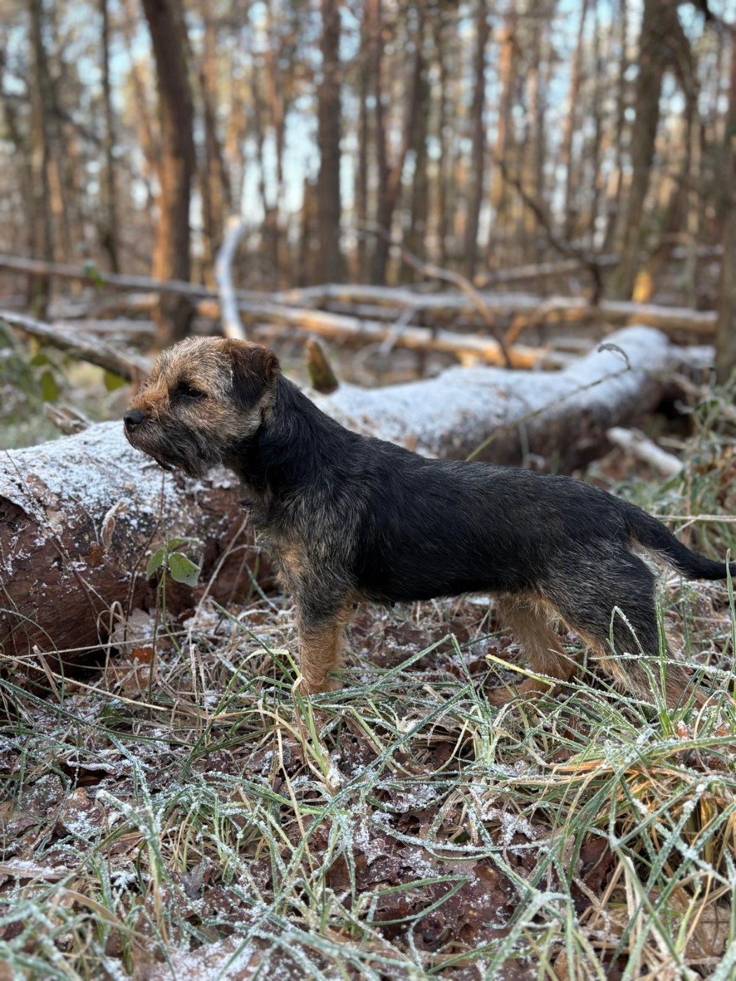 Border Terrier en sous-bois