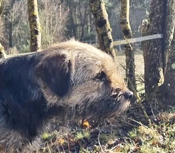 Border Terrier en forêt
