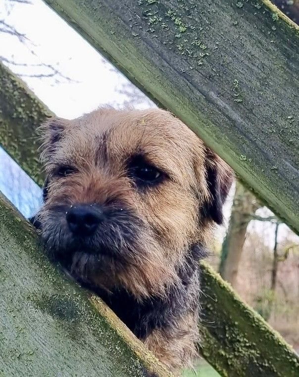 Tête de Border Terrier, la tête de loutre