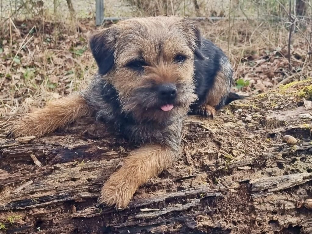 Border Terrier portrait