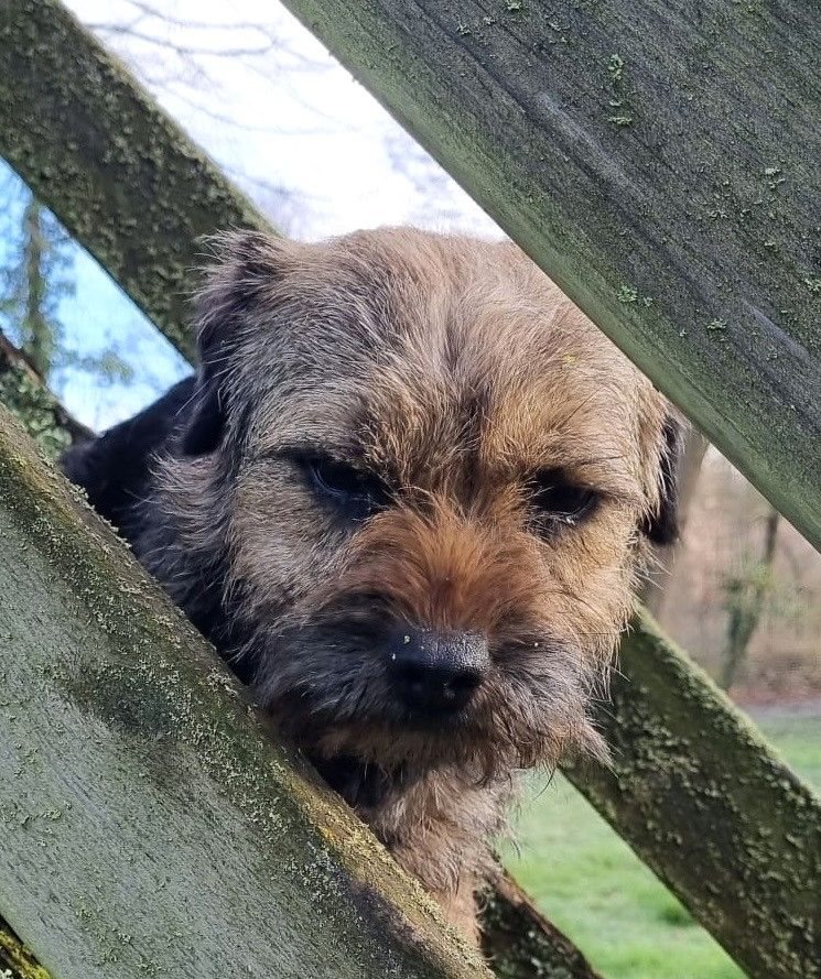 Border Terrier portrait