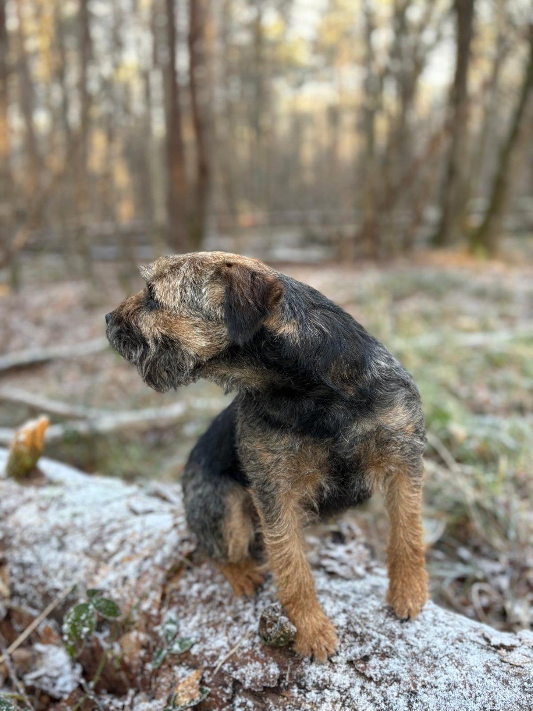 Border Terrier de profil