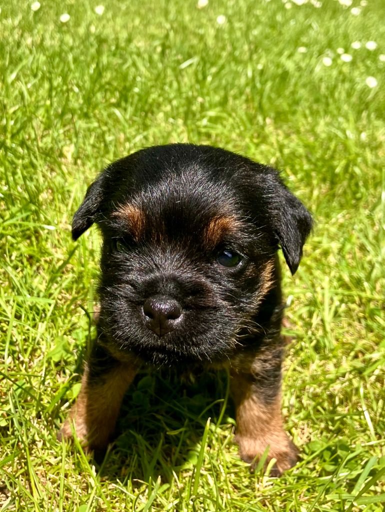 Chiot Border Terrier