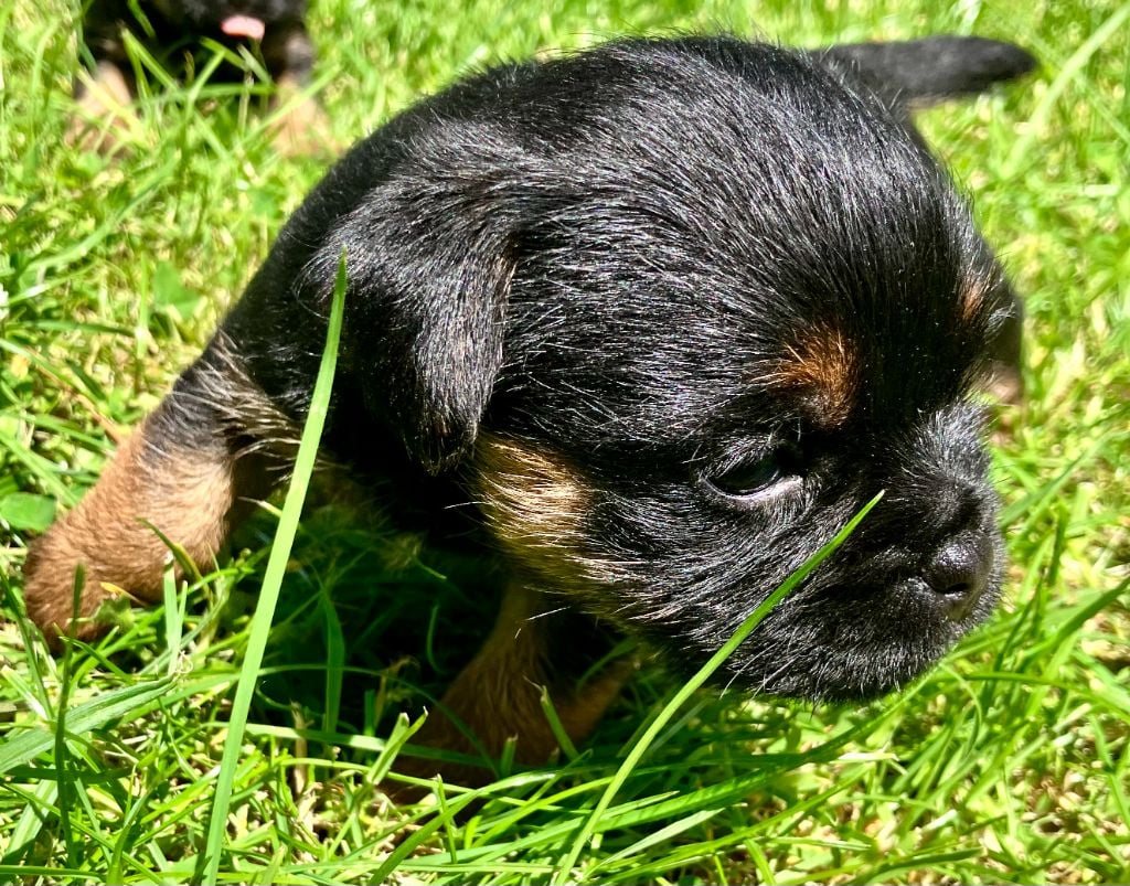 Chiot Border Terrier dans l'herbe