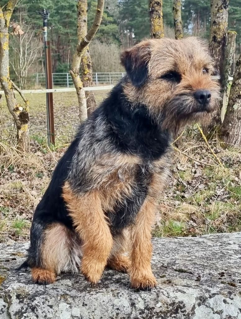 Chiot Border Terrier